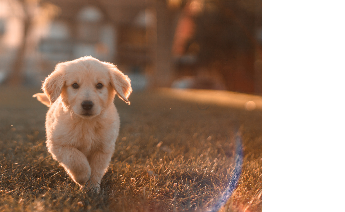 samtale Stædig Populær Hundeforsikring - Beregn en pris på din hundeforsikring her