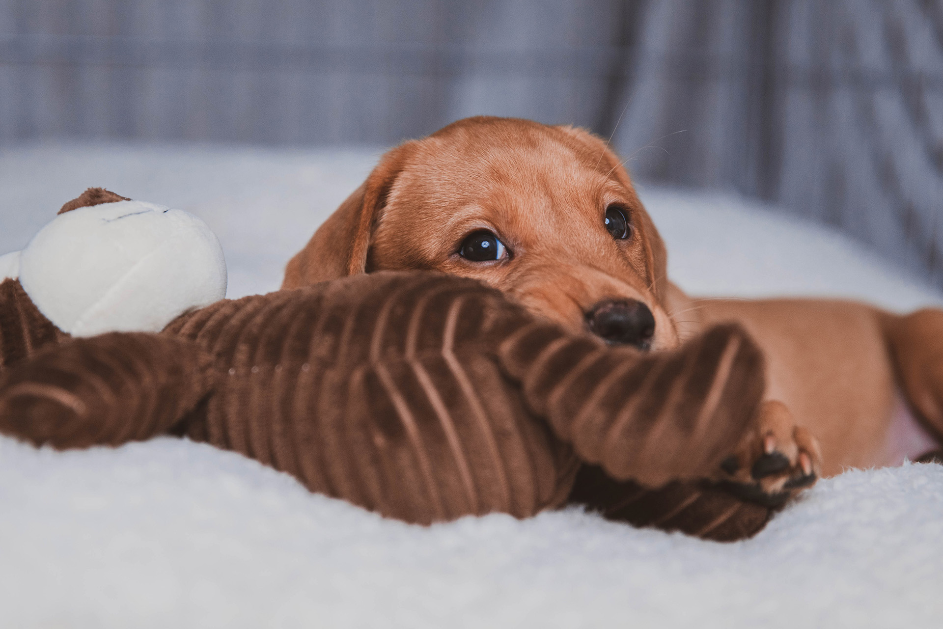 du en skade på hundeforsikring