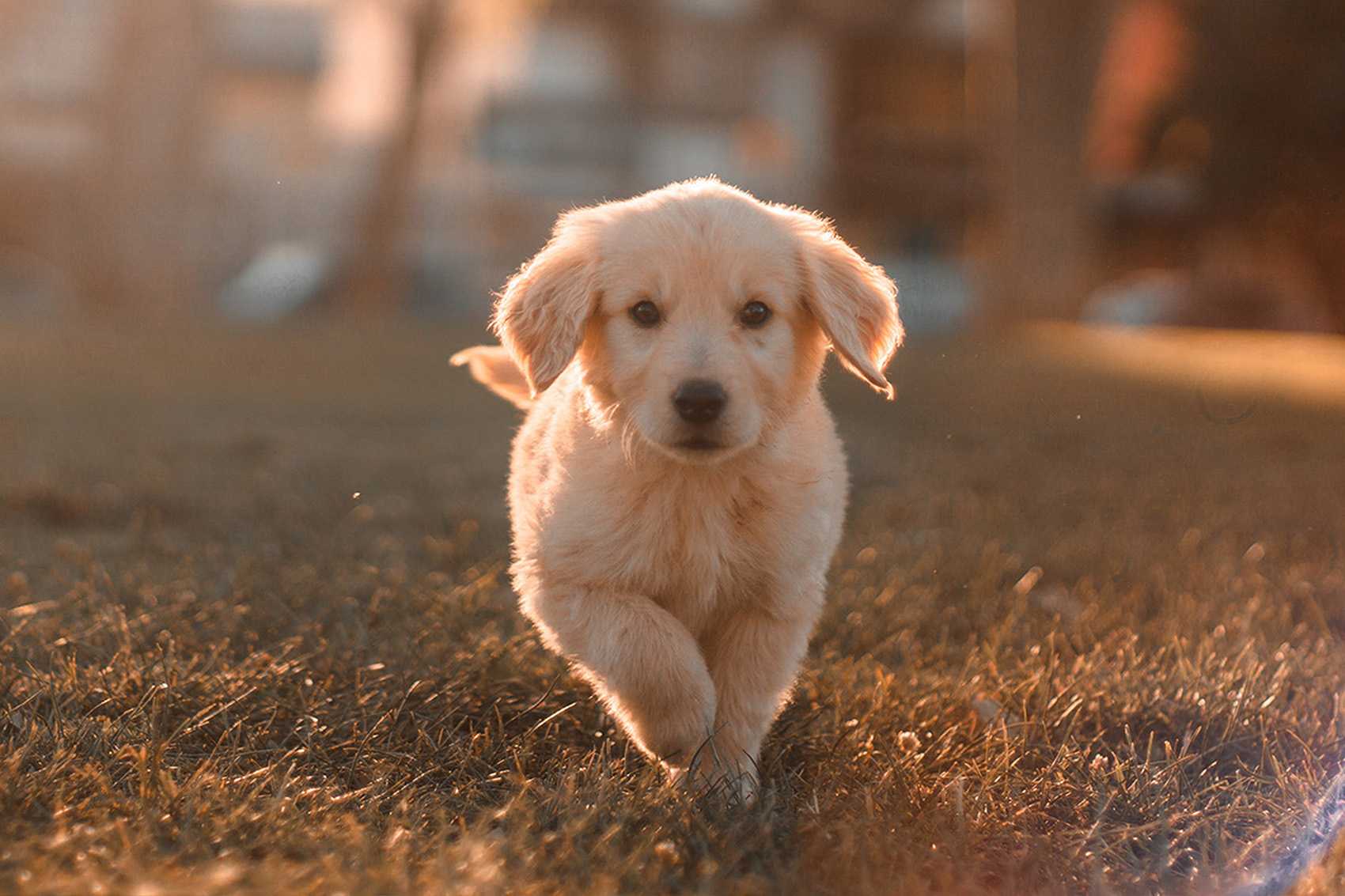 Hundeforsikring