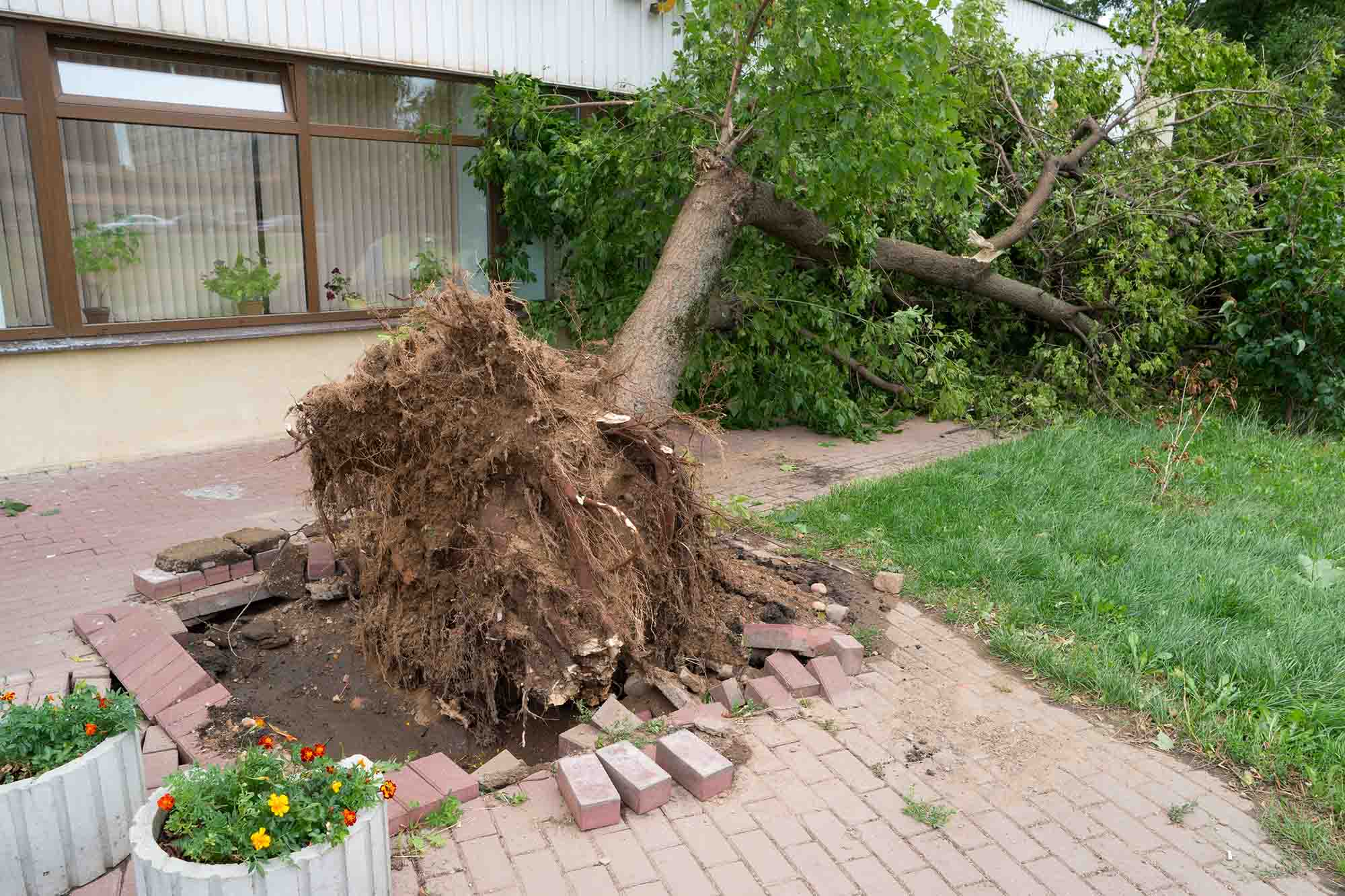 Storm og forsikringsskader